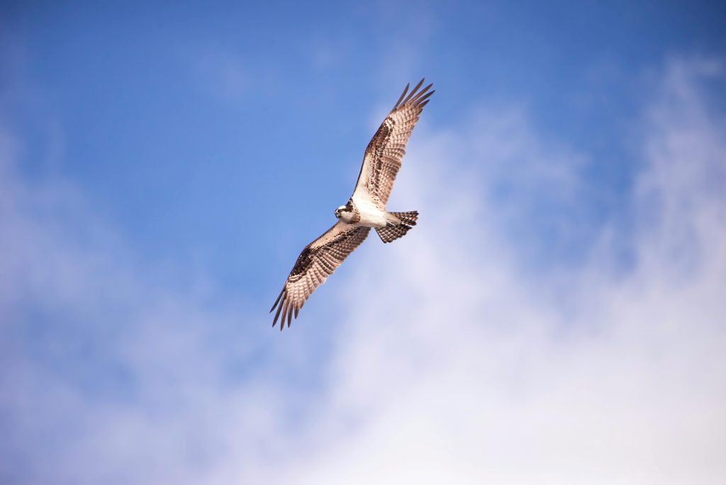 osprey on the hunt