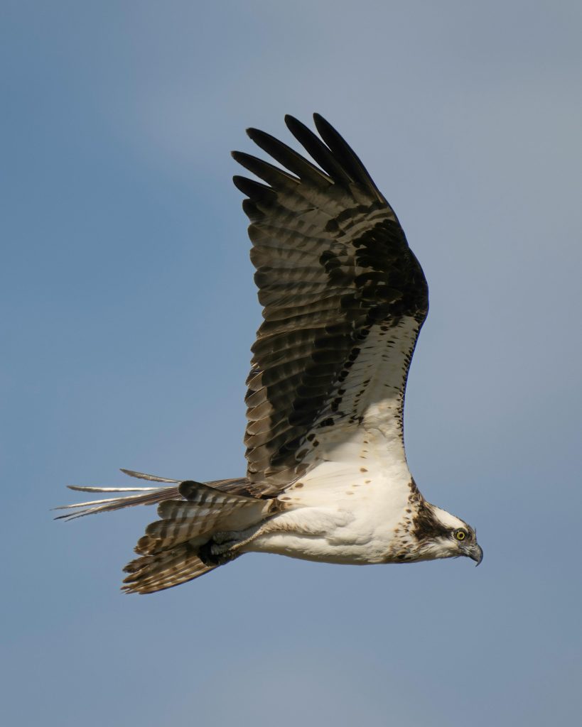 A majestic osprey soars gracefully in the clear blue sky, showcasing its wingspan and plumage.